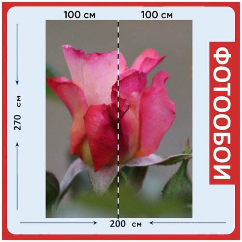 Фотообои Роза летом розовый 200x270 см флизелиновыена стену 2950₽