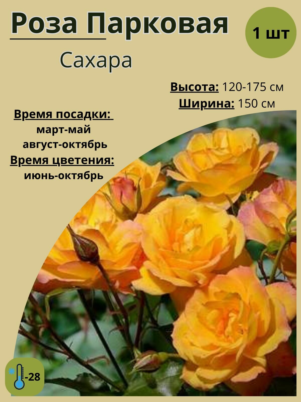 Роза парковая Сахара, многолетние цветы
