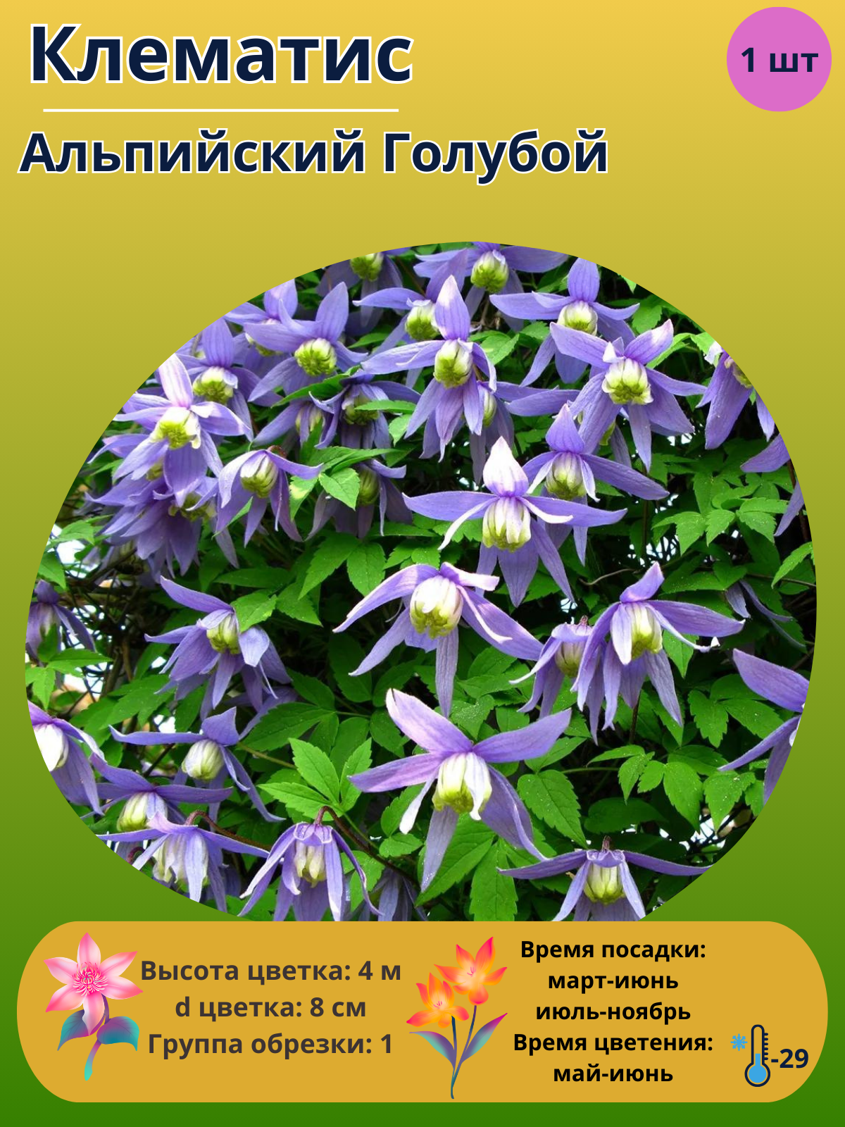 Клематис Альпийский Голубой, многолетние цветы