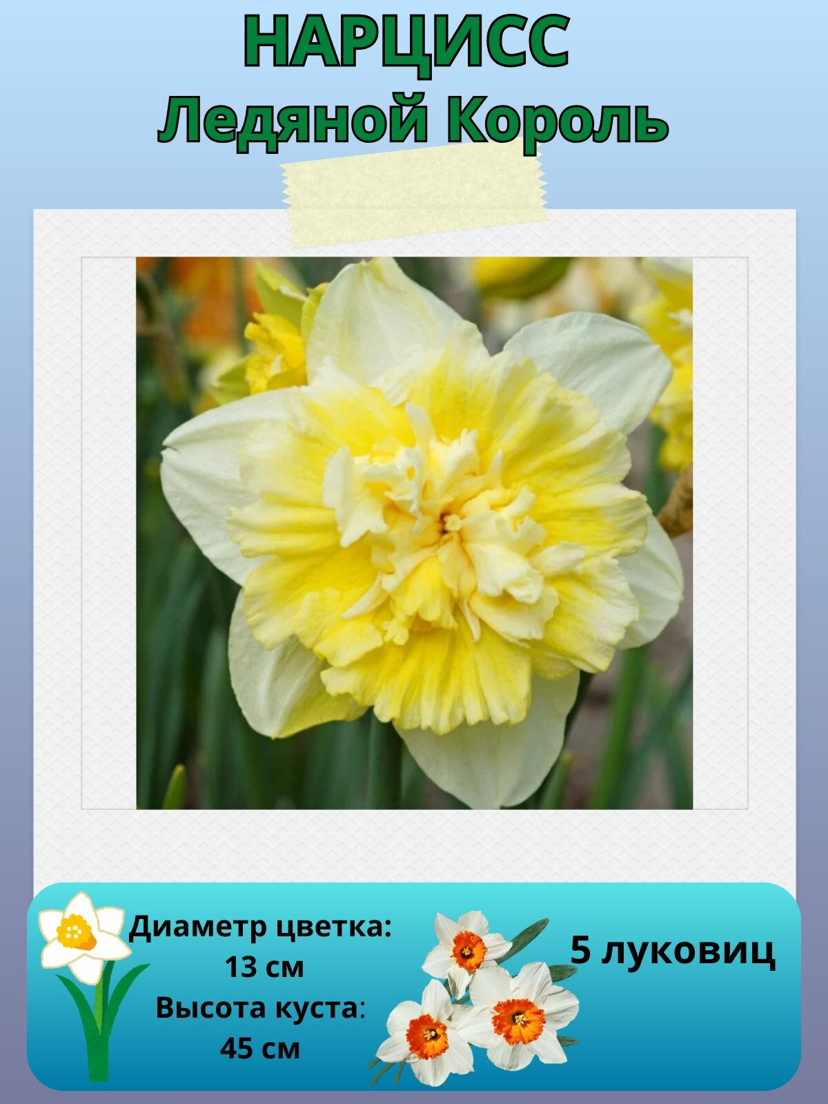 Нарцисс Ледяной Король, многолетние цветы, луковицы для посадки 5 шт