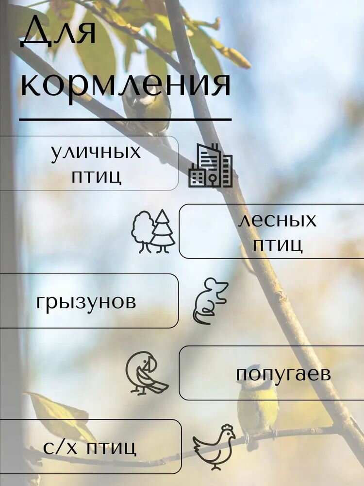 Овес фуражный. Корм для птиц, для скота. Кормовая добавка 3 кг. — фото 1
