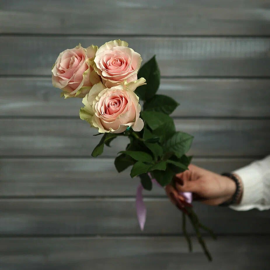 3 нежно-розовые розы Эквадор 50 см