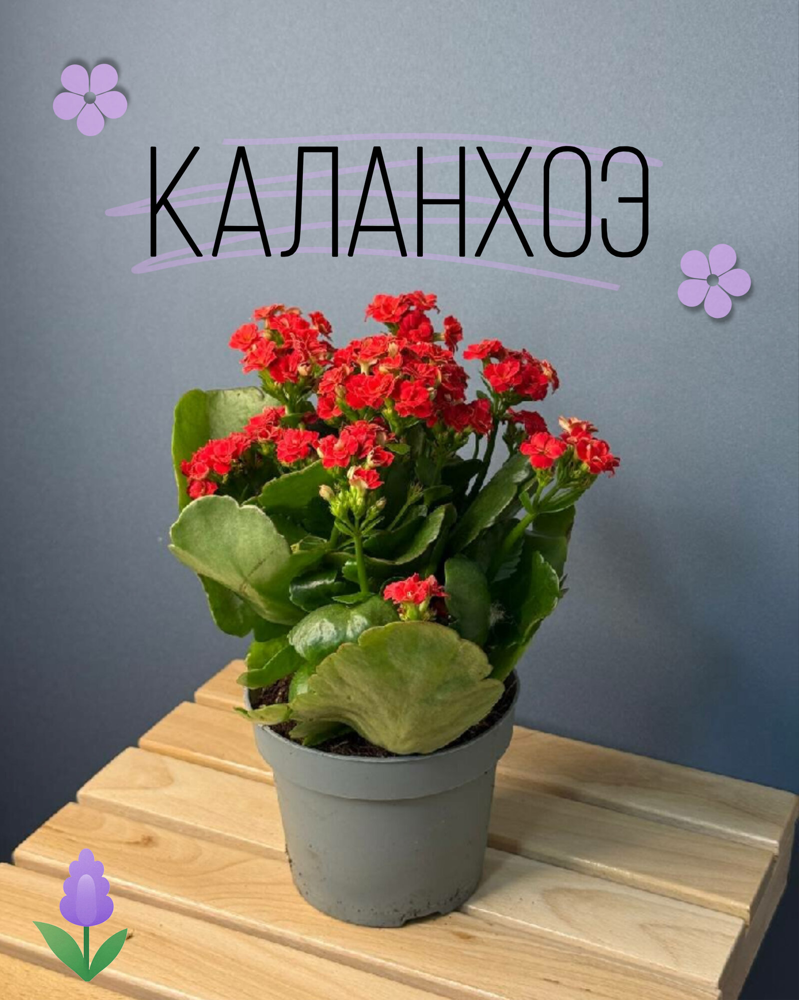 Каланхоэ с красными цветами — яркое цветущее украшение для вашего дома