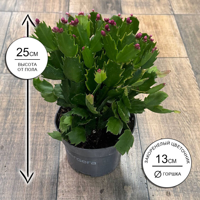 Шлюмбергера Кватроколор 13*25 живое комнатное растение в горшке