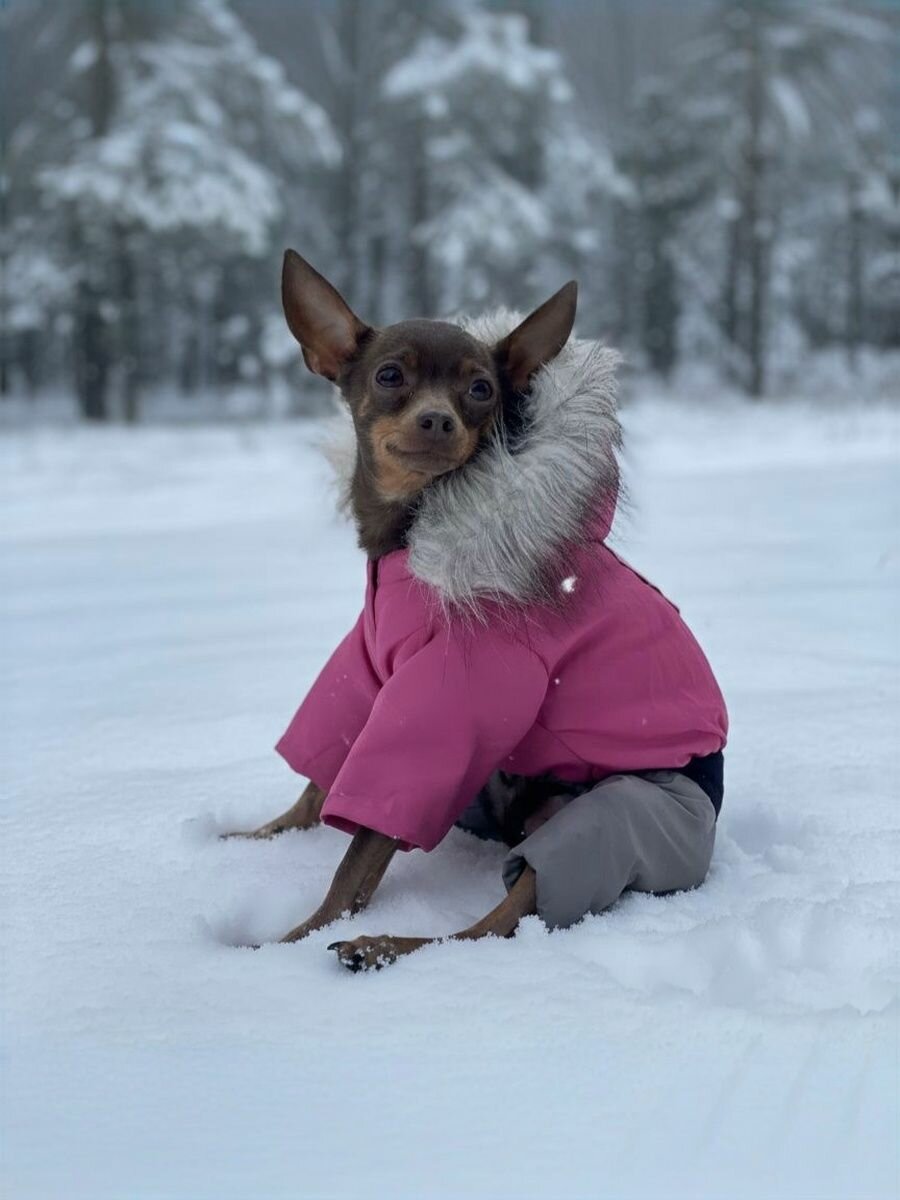 Комбинезон для собак двухцветный утепленный на стёжке