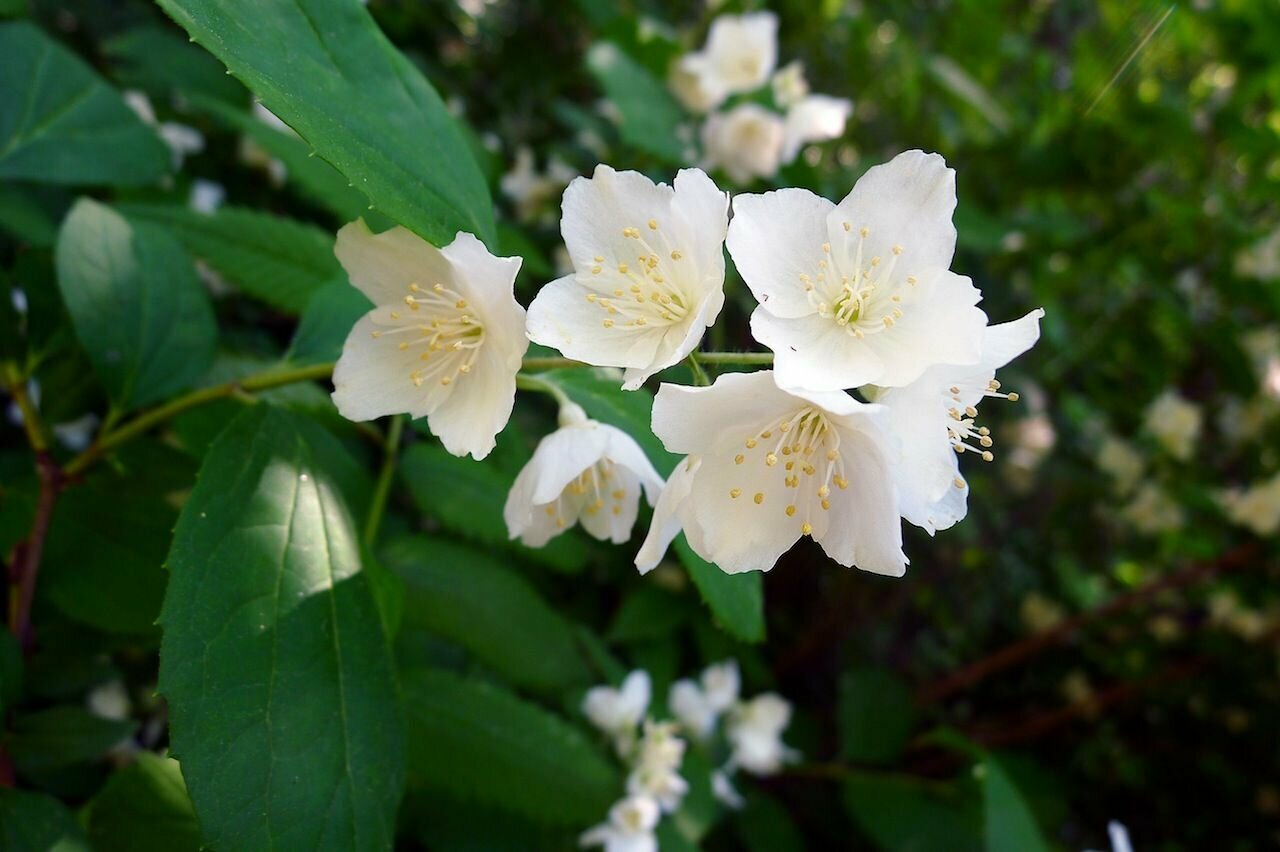 Семена Чубушник тонколистный (Philadelphus tenuifolius) 20 шт.