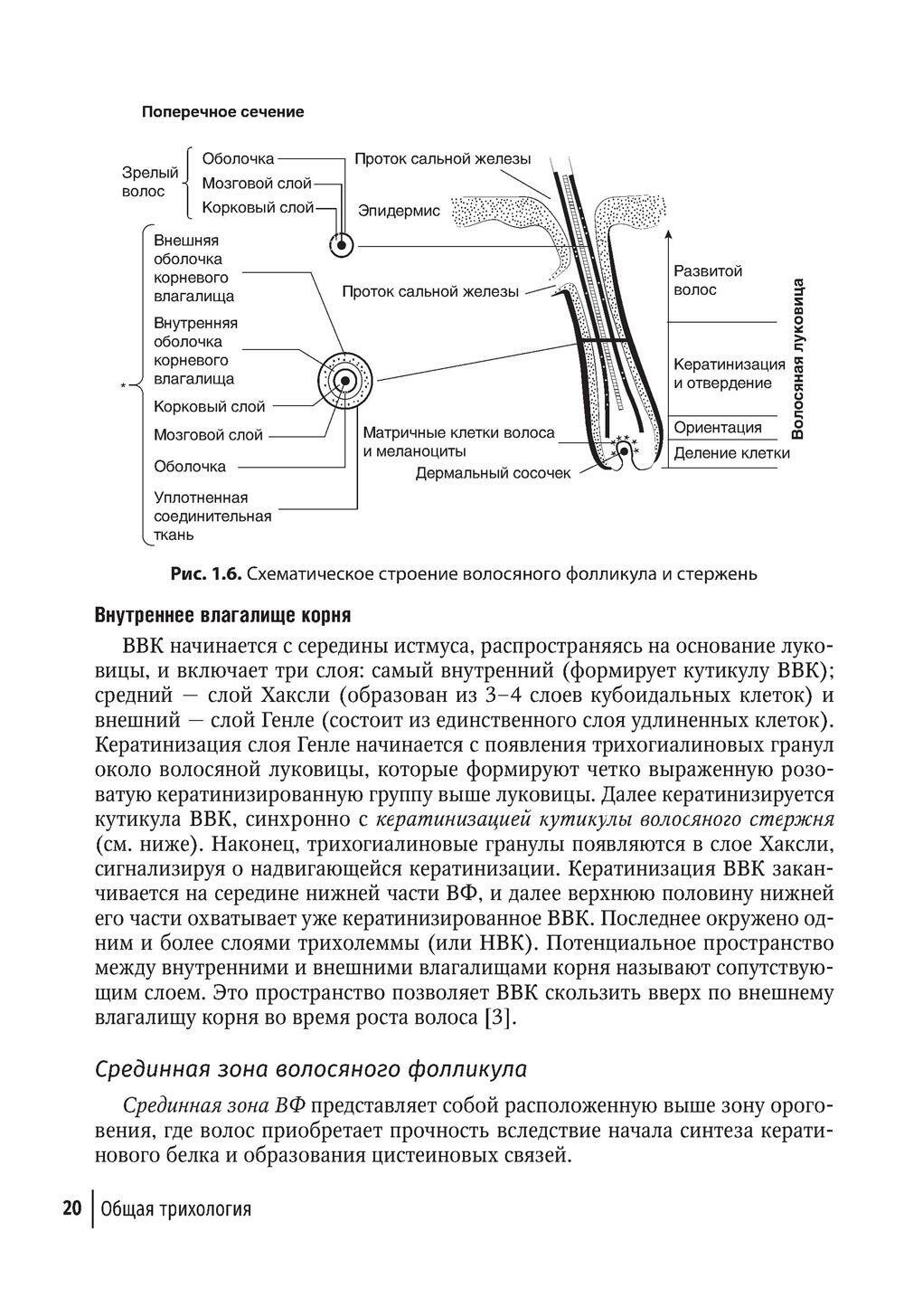 Клиническая трихология (Гаджигороева Аида Гусейхановна) - фото №9