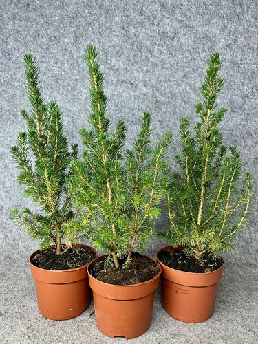 Изображение товара Канадская ель Коника (25 см)