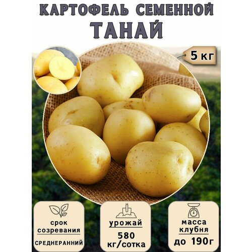 Картофель семенной на посадку Танай (суперэлита) 5 кг Среднеранний