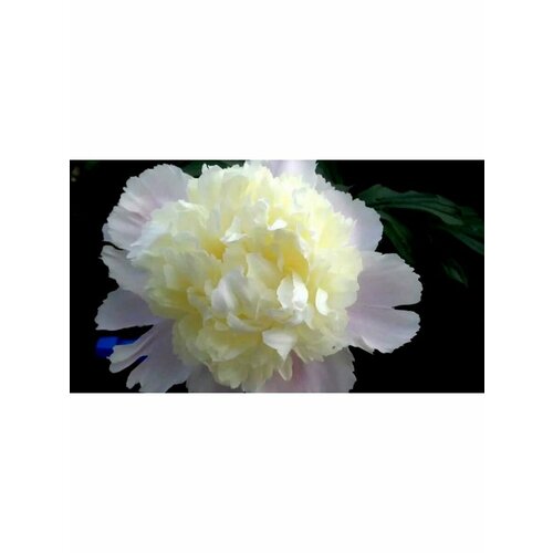 Пион Корневище, Уайт Чарм, более 3 почек