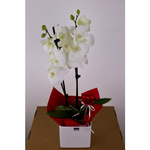 Белая Орхидея Фаленопсис 