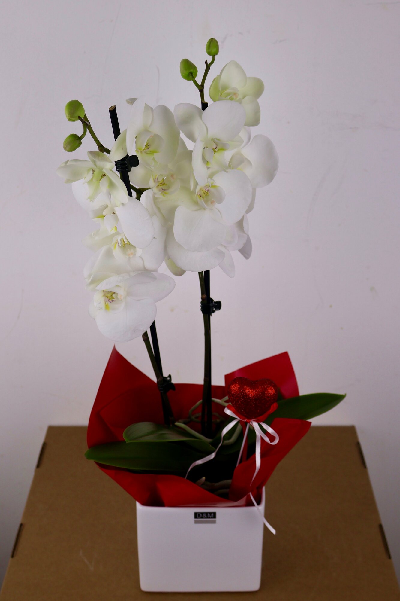 Белая Орхидея Фаленопсис "Первый поцелуй"