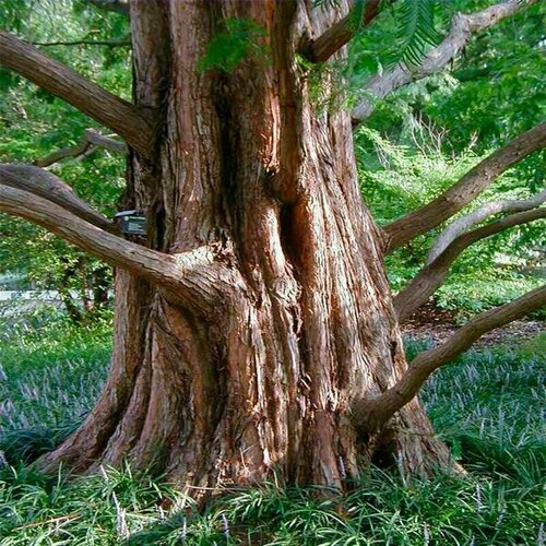 Метасеквойя (лат. Metasequoia glyptostroboides) семена 25шт + подарочек лаконос американский лат phytolacca americana семена 25шт подарочек