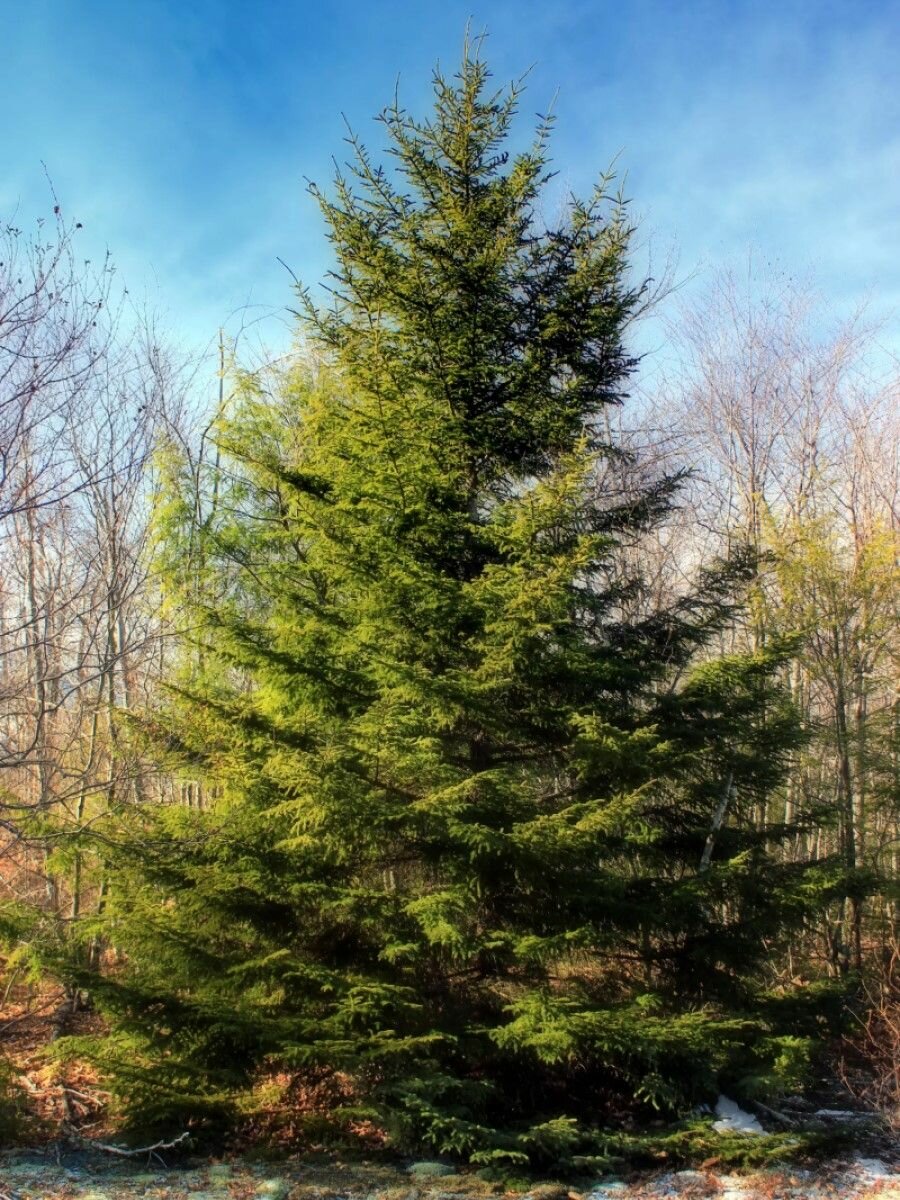 Семена Ель красная (Picea rubens), 15 штук