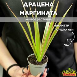 Драцена Маргината Биколор (Dracaena Marginata Bicolor) D6см