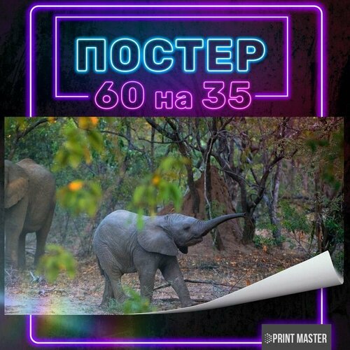 Постер на стену Слон 60х35 см