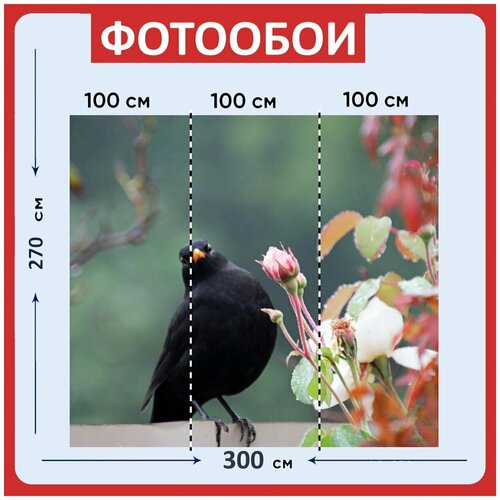 Фотообои Птица черный дрозд клюв 300x270 см флизелиновыена стену 3940₽