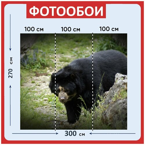 Фотообои Черный медведь животное дикая природа 300x270 см флизелиновыена стену 2980₽
