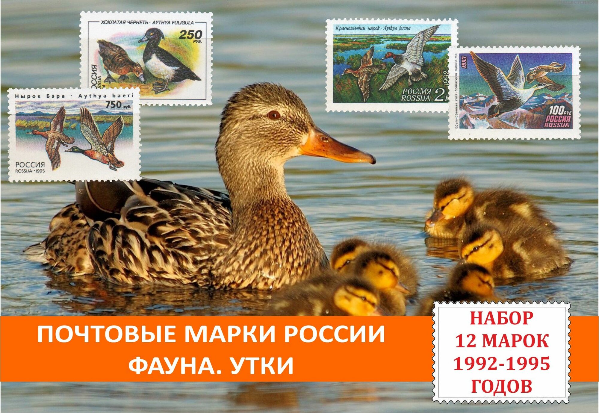 Почтовые марки России Фауна. Утки. Набор 12 марок 1992-1995 годов