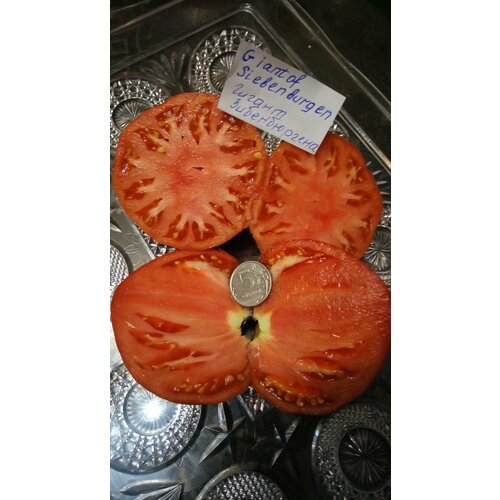 Коллекционные семена томата Гигант Зибенбюргена томаты арбузный сорт кг