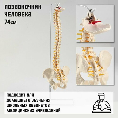 Макет Позвоночник человека 74см