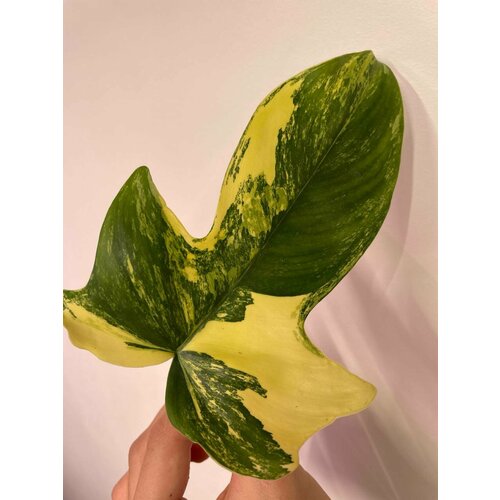 Филодендрон Флорида Бьюти Маска (Philodendron Florida Beauty Mask) - Лист (укорен.)