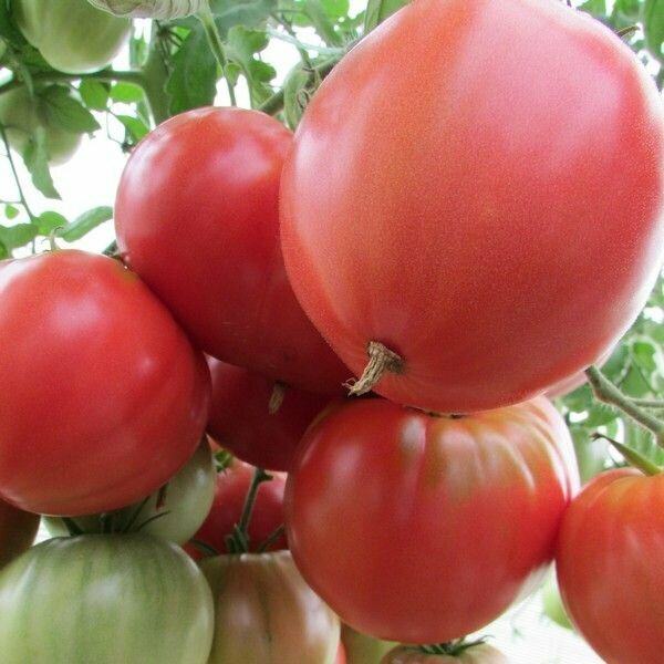 Коллекционные семена томата Колхозная королева