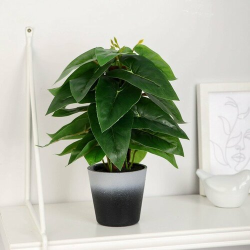 Бонсай в горшке Филодендрон остролистый 7х23 см 1706₽