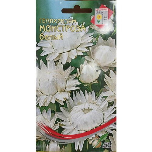 Бессмертник (Гелихризум) Монстроза белый, самый популярный среди сухоцветов, украшение любой зимней композиции и букета, 100 шт семян