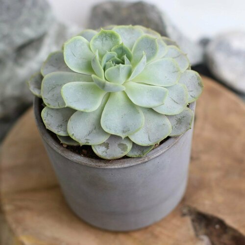 Эхеверия в бетонном кашпо 1
