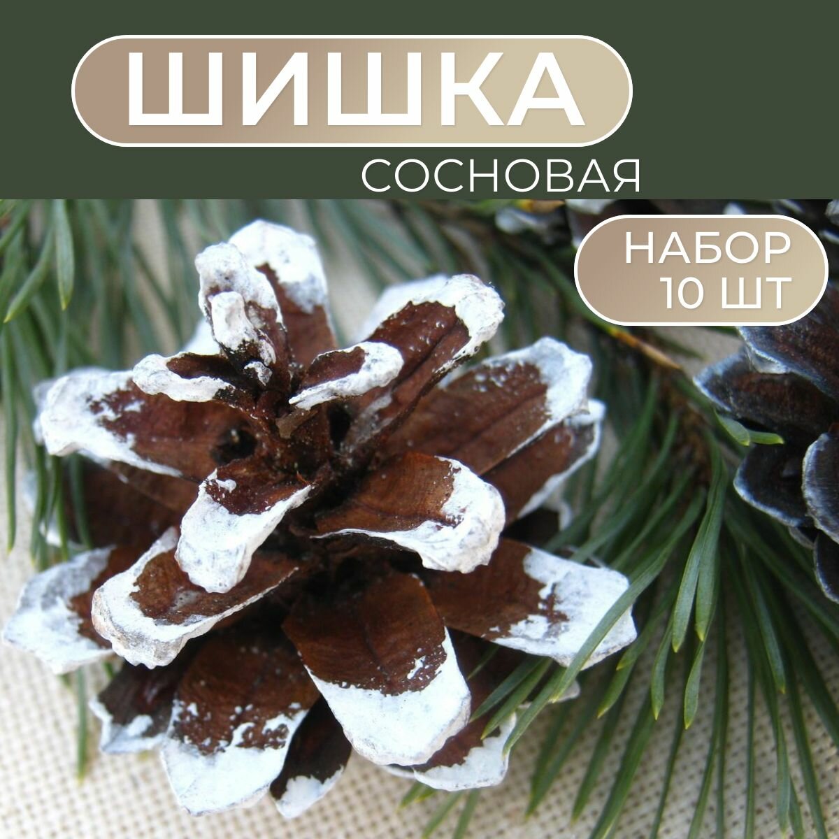 фото Шишка сосновая беленая