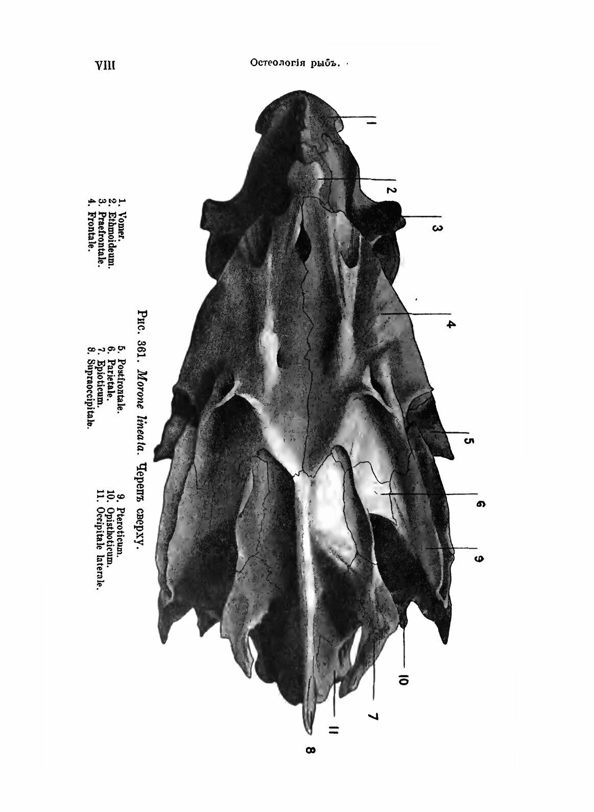 Книга Рыбы пресных Вод Российской Империи - фото №6