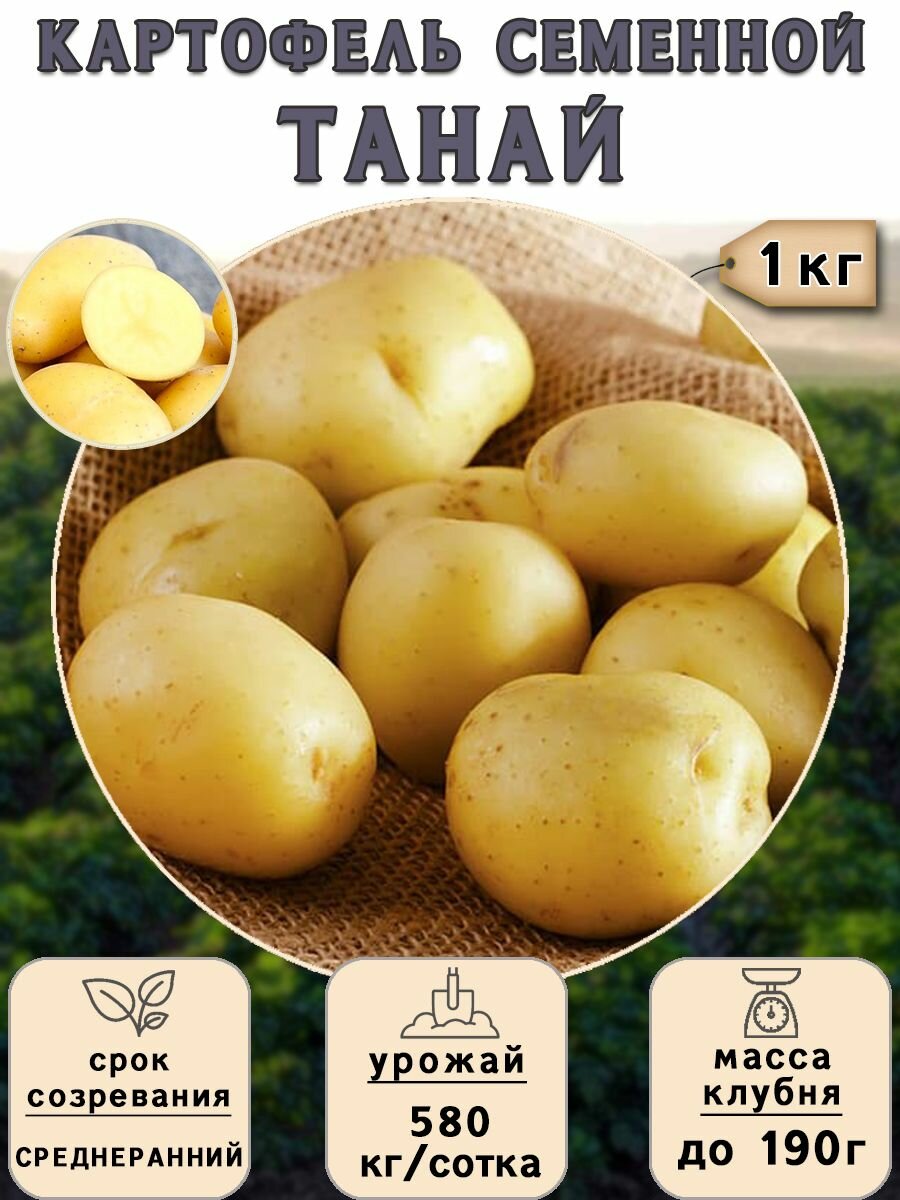 Картофель семенной на посадку Танай (суперэлита) 1 кг Среднеранний - фотография № 1