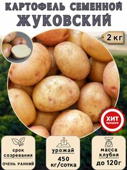 Клубни картофеля на посадку, Жуковский, (суперэлита) 2 кг Очень ранний