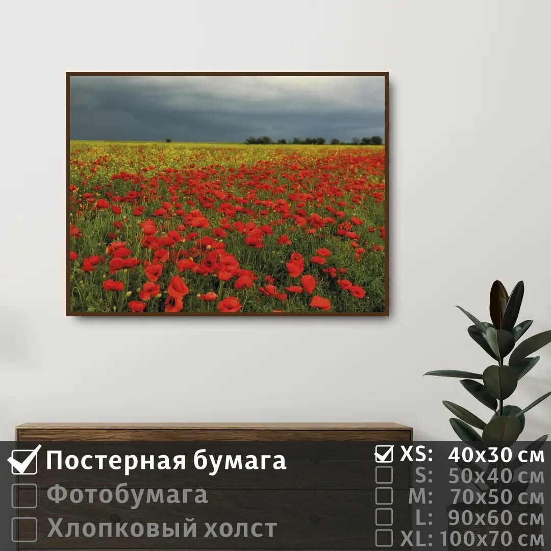 Постер на стену Весенние Полевые Цветы Маки 40х30 см ПолиЦентр