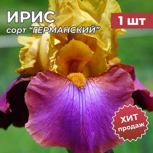 Ирис Германский, корень/корневище ириса на посадку гала мадрид 1 шт ирис бородатый гала мадрид