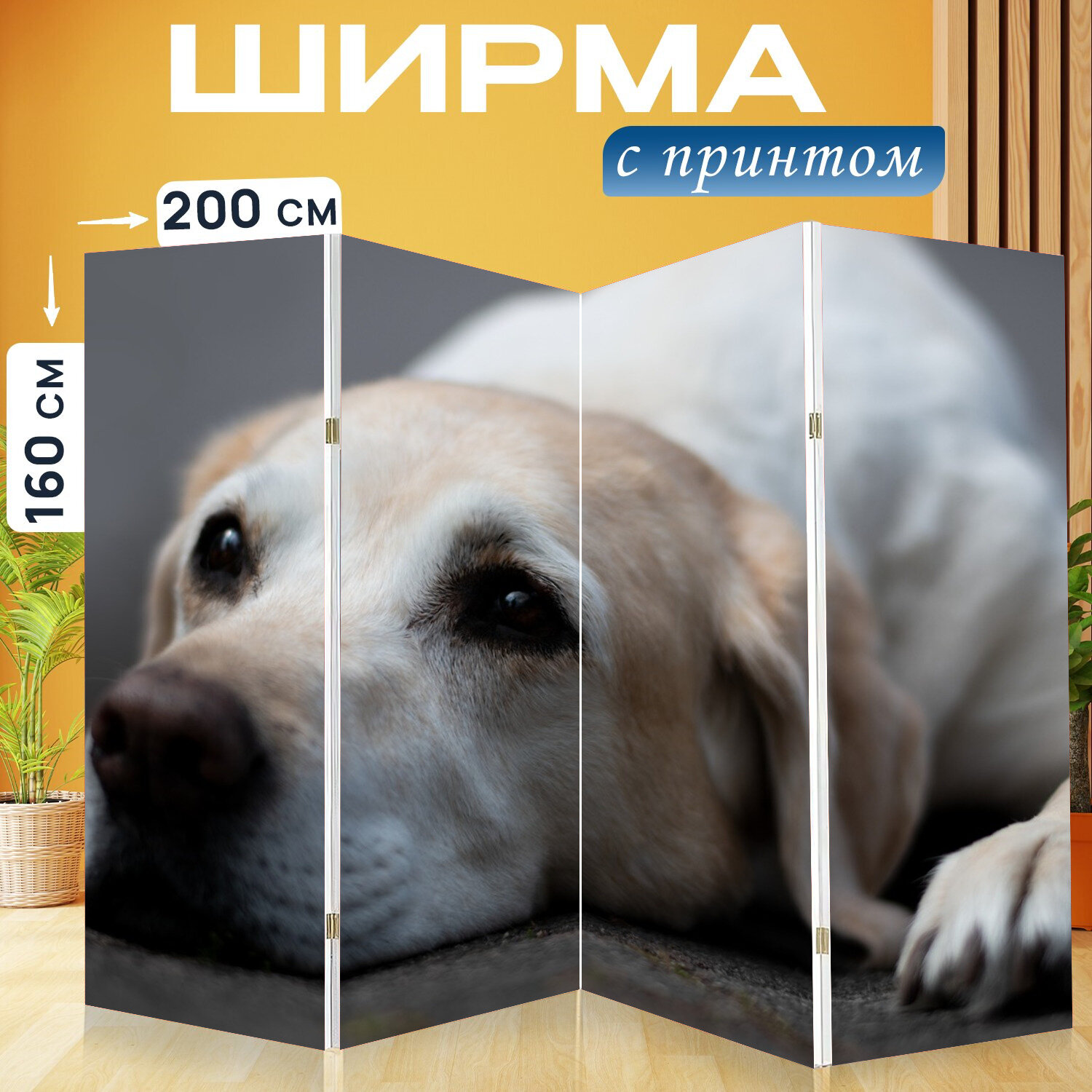Ширма перегородка с принтом "Собака, милый, домашний питомец" на холсте - 200x160 см. для зонирования, раскладная
