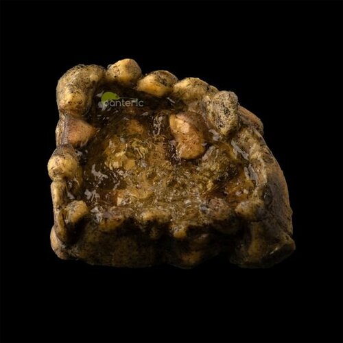 Поилка угловая для рептилий Exo Terra Corner Water Dish - Medium 2990₽