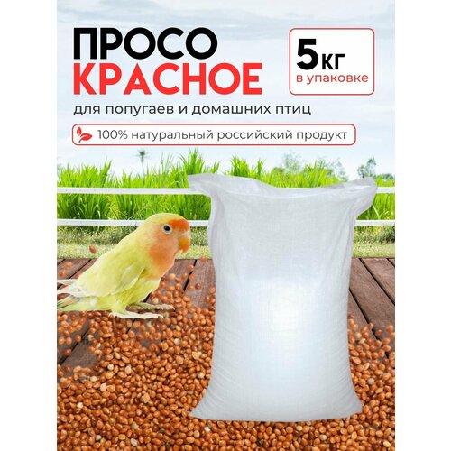 Корм просо красное для птиц и грызунов 5 кг 344₽