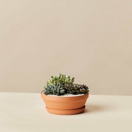 Комнатные растения в горшках Roots Flowers Суккулент микс 02