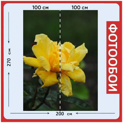 Фотообои Желтая роза роза желтый 200x270 см флизелиновыена стену 2960₽