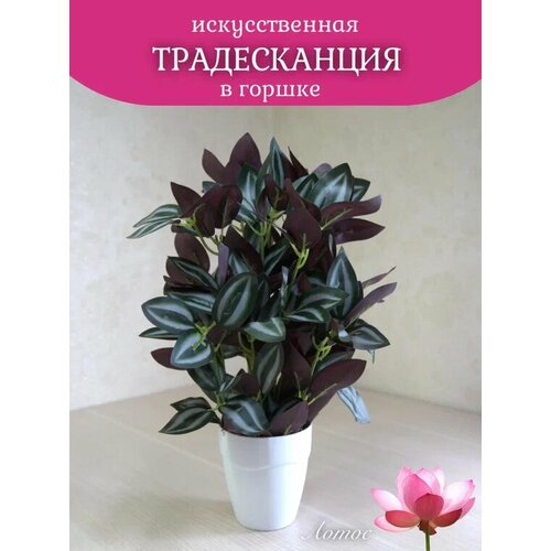 Традесканция в горшке бордовая от бренда Лотос 600₽