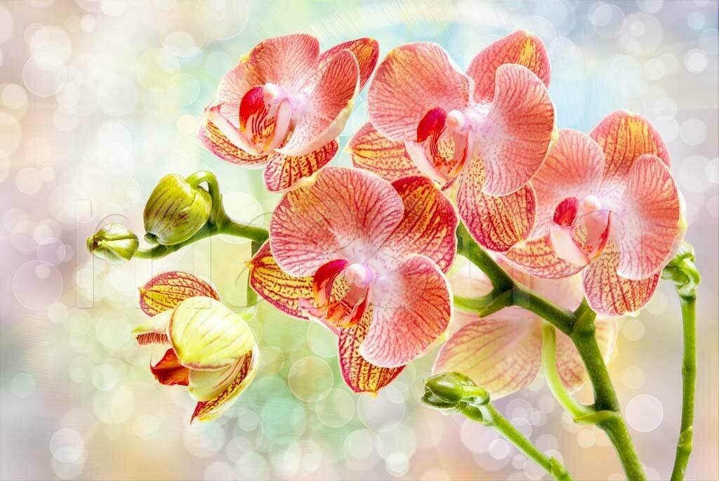 Фотообои 3д орхидея красивая 275x412 (ВхШ), бесшовные, флизелиновые, MasterFresok арт 10-190