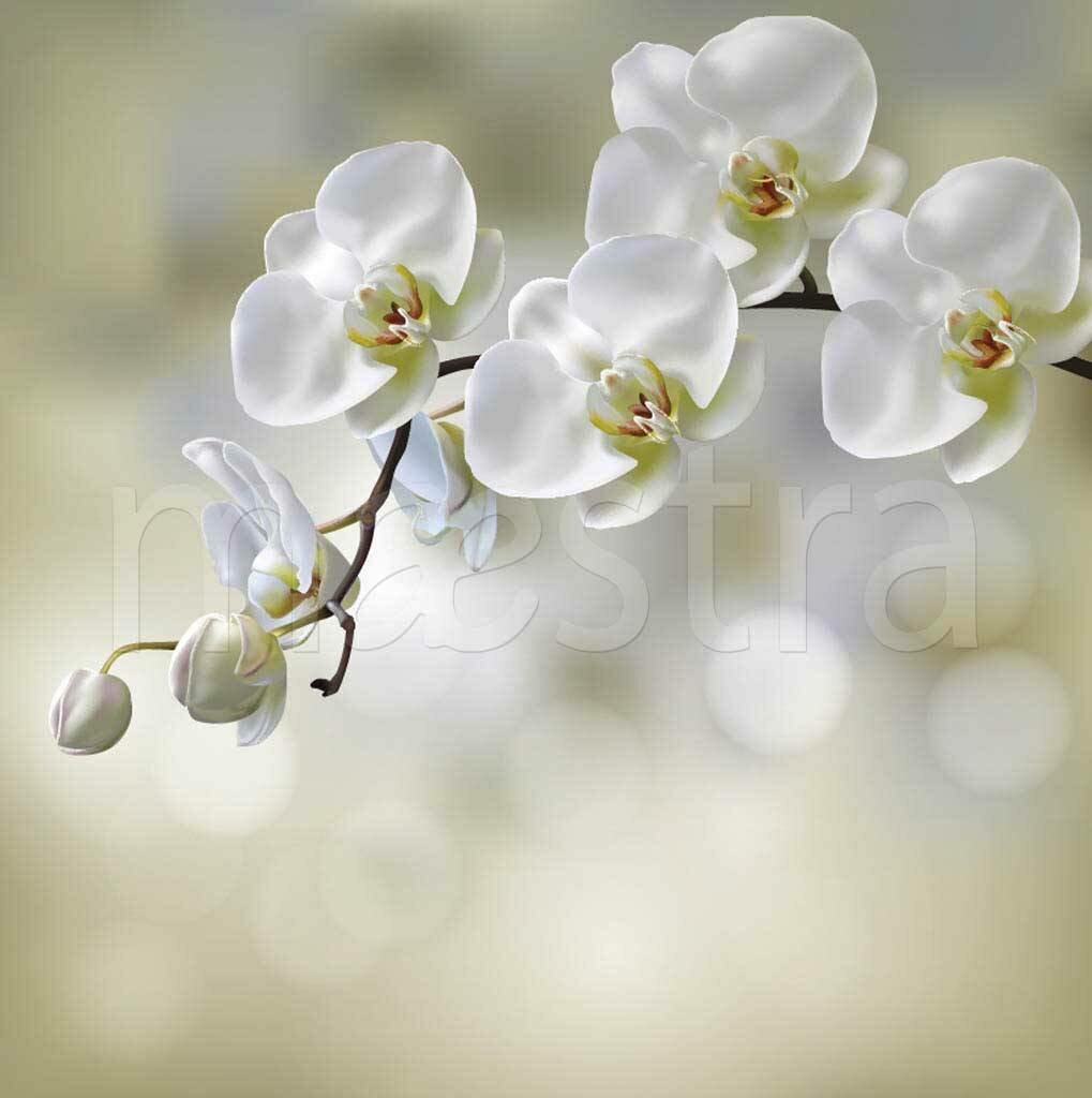 Фотообои Орхидея на светлом фоне 275x274 (ВхШ), бесшовные, флизелиновые, MasterFresok арт 9-008