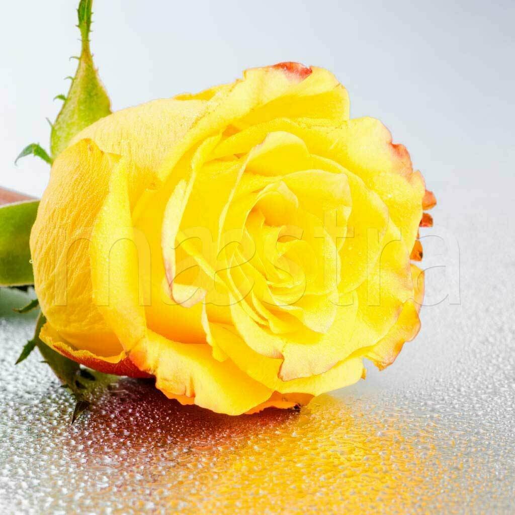 Фотообои Желтая роза в каплях 275x275 (ВхШ), бесшовные, флизелиновые, MasterFresok арт 10-306