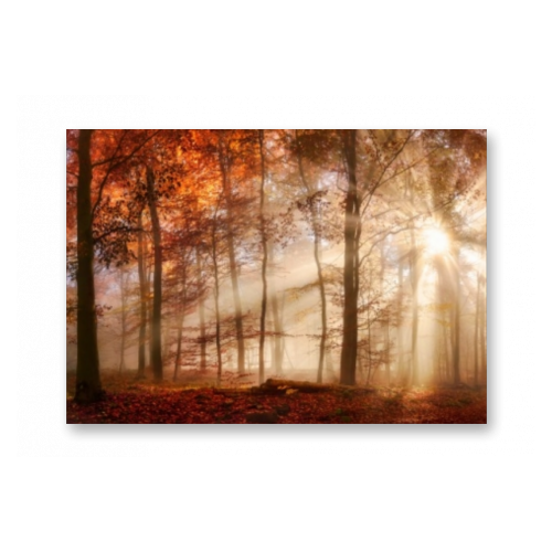 Картина на холсте | Diva Kartina | Природа. Осенний лес в лучах солнца | 60X42 см | Интерьерный постер