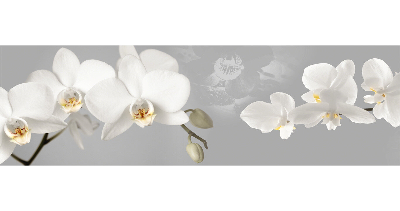 Кухонный фартук"Белые орхидеи 2586" 2000*600мм, АБС пластик, фотопечать