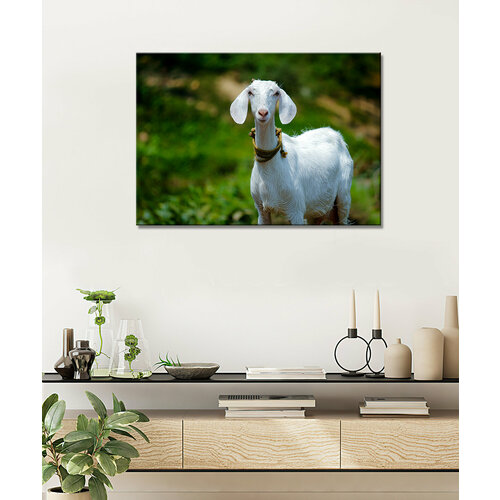 Картина -Коза, козел, безрогая коза, домашняя коза (6) 40х60
