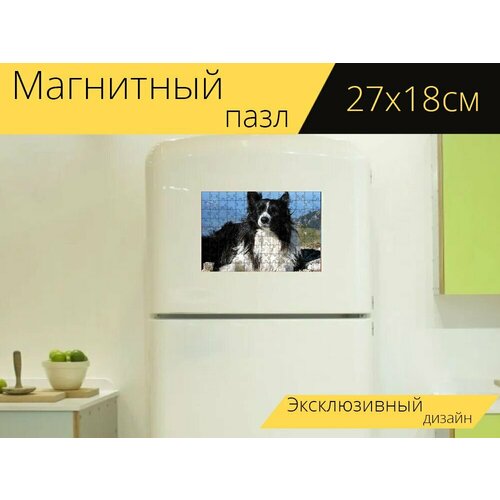 Магнитный пазл Бордерколли, собака, белый на холодильник 27 x 18 см.