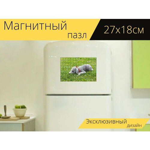 Магнитный пазл Бедлингтон терьер, собака, домашний питомец на холодильник 27 x 18 см. магнитный пазл пшеничный терьер собака домашний питомец на холодильник 27 x 18 см